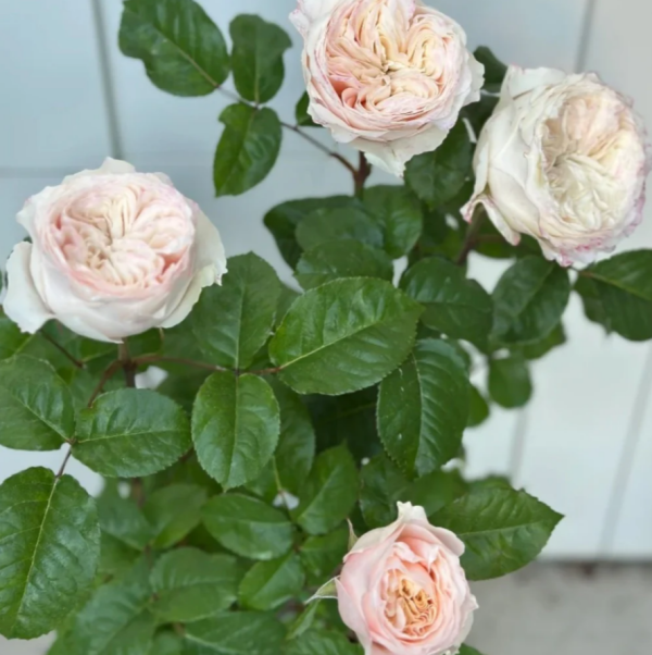 Rose Paradise Beach丨Your roses