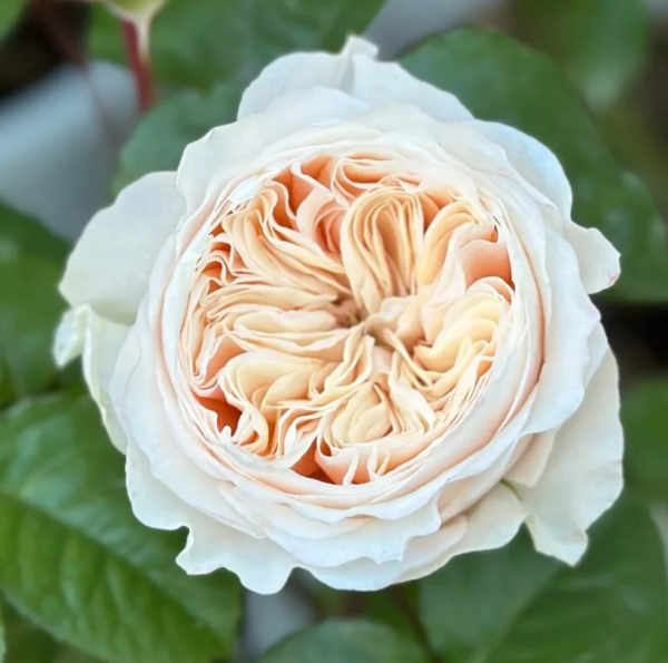 Paradise Beach Roses丨Your roses