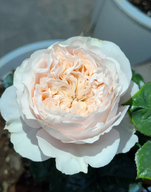 Paradise Beach Rose for sale丨Your roses