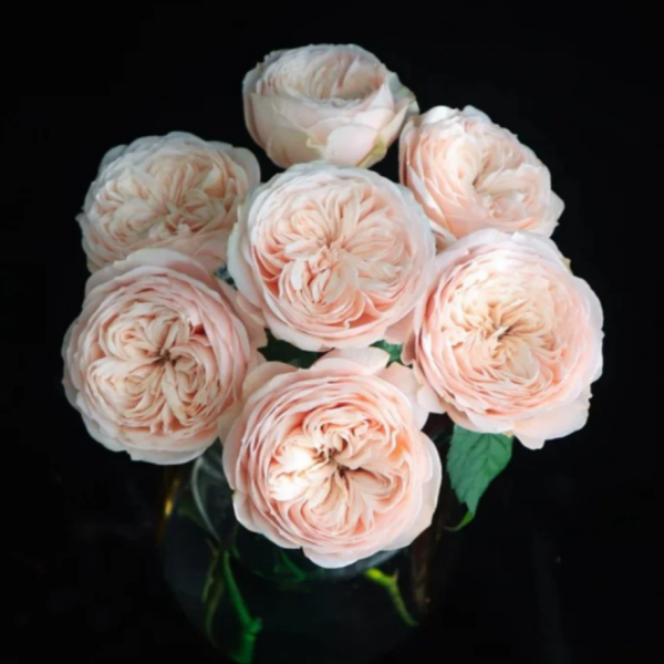 Paradise Beach Rose plant丨Your roses