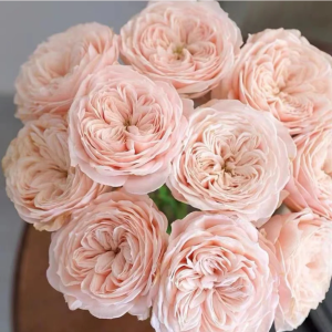 Paradise Beach Rose丨Your roses