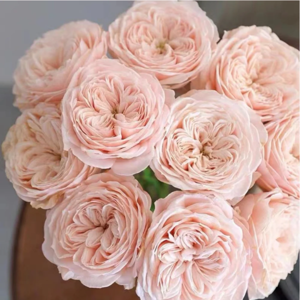 Paradise Beach Rose丨Your roses