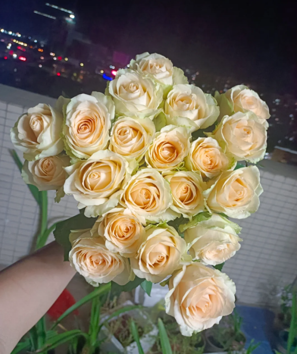 Peach Avalanche Rose bush丨Your roses