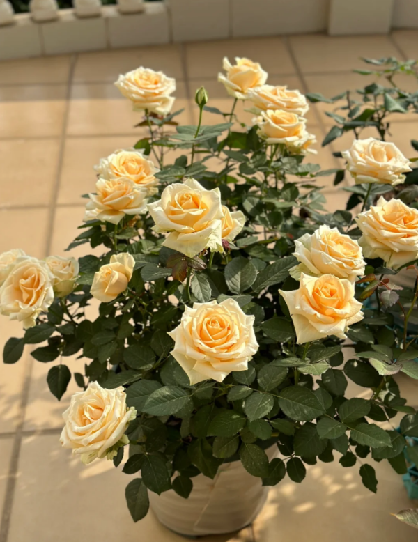 Rose Peach Avalanche丨Your roses