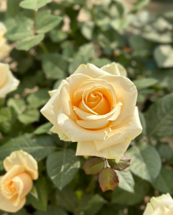 Peach Avalanche Rose plant丨Your roses