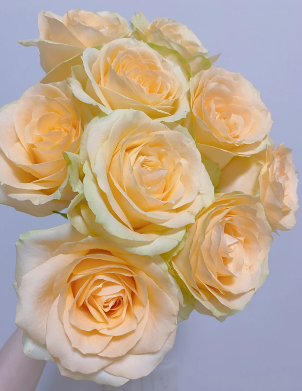 Peach Avalanche Rose for sale丨Your roses