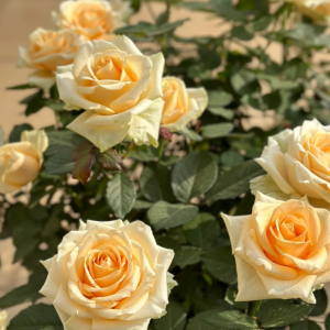 Peach Avalanche Rose丨Your roses