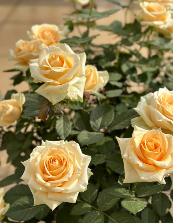 Peach Avalanche Rose丨Your roses