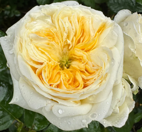 Persuasion Rose plant丨Your roses