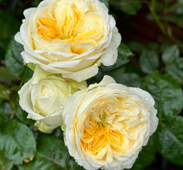 SPElasion Rose丨Your roses