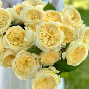 Persuasion Rose丨Your roses