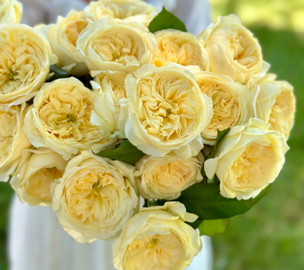 Persuasion Rose丨Your roses