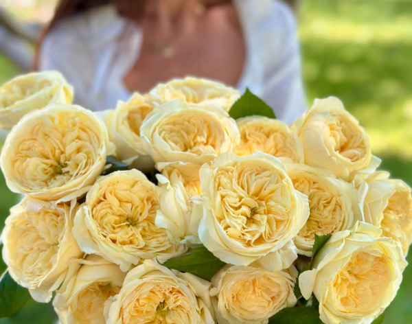 Persuasion Rose for sale丨Your roses