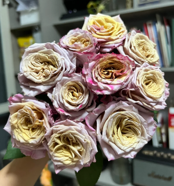 Pimms Roses丨Your roses