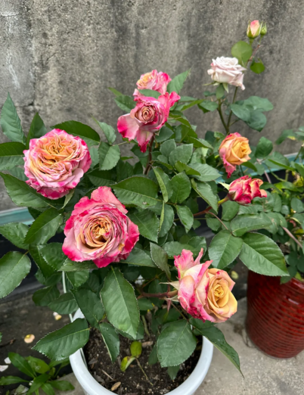 Pimms Rose for sale丨Your roses
