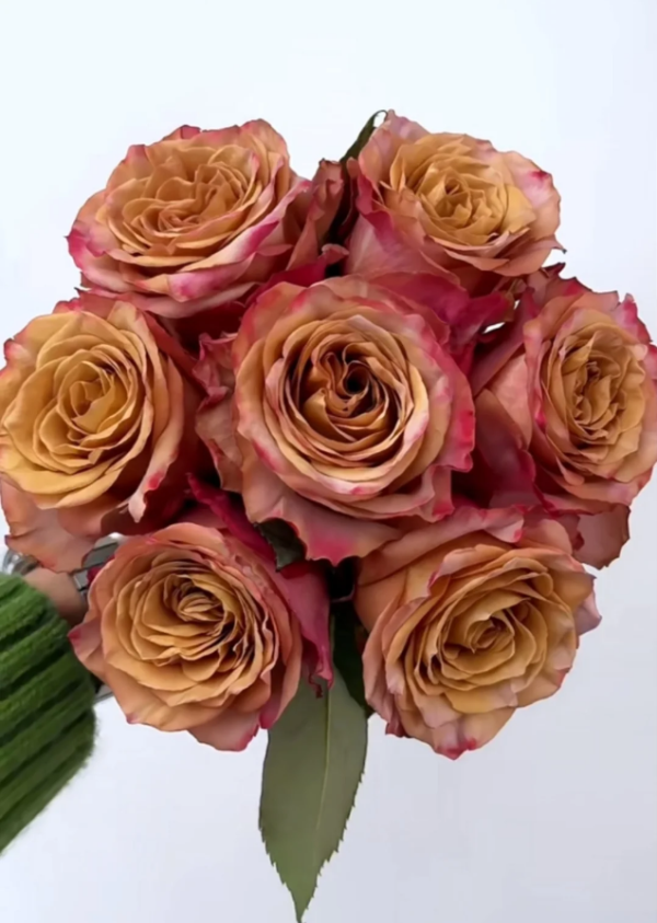 Pimms Rose plant丨Your roses