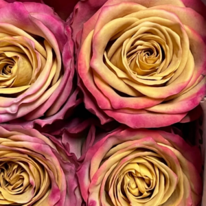 Pimms Rose丨Your roses