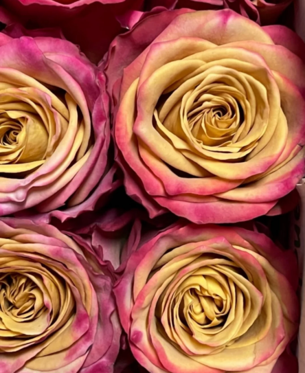 Pimms Rose丨Your roses