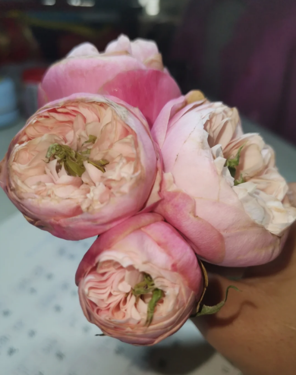 Rose Pin-up丨Your roses