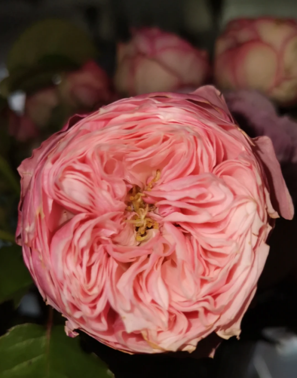 Pin-up Roses丨Your roses