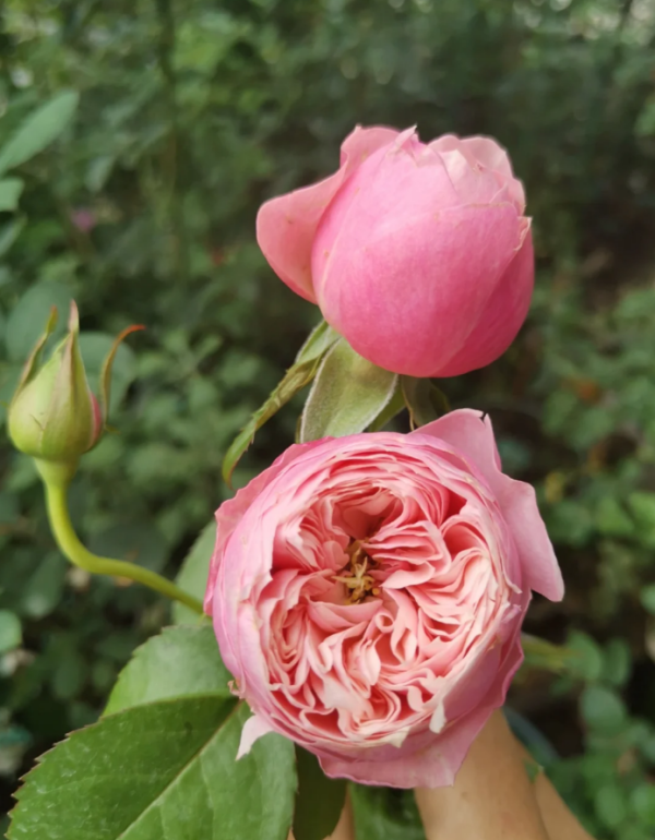 Pin-up Rose plant丨Your roses