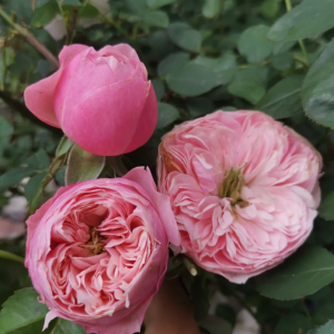 Pin-up Rose丨Your roses