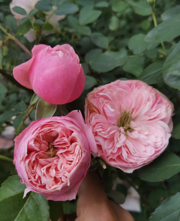 Pin-up Rose丨Your roses