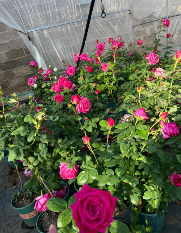 Pink Floyd Roses丨Your roses