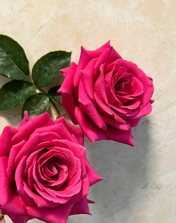 Pink Floyd Rose Plant丨Your roses