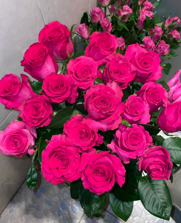 Rose Pink Floyd丨Your roses