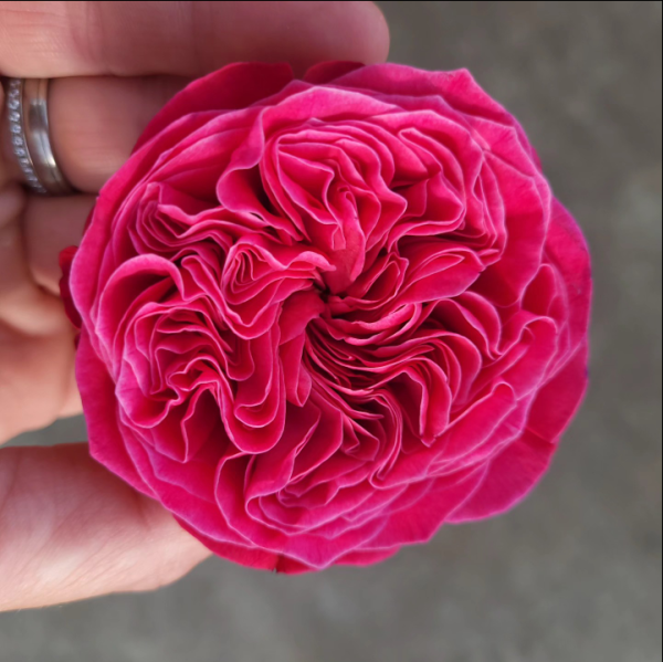 Spevink Rose丨Your roses