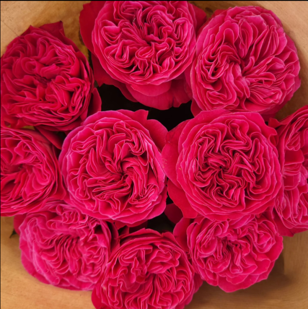 Rose Pink'N Pretty丨Your roses