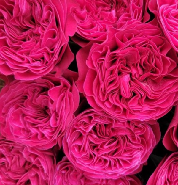 Pink'N Pretty Rose Plant丨Your roses