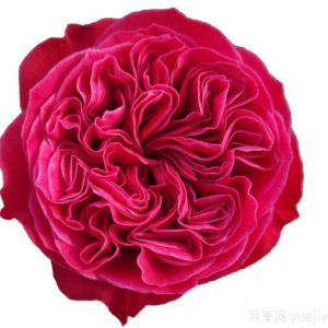 Pink'N Pretty Rose丨Your roses