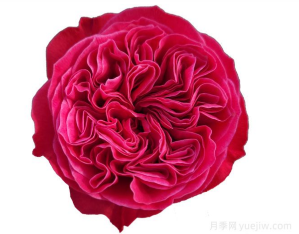 Pink'N Pretty Rose丨Your roses