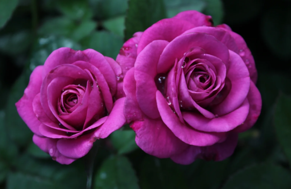 Pluto King Terrazza Roses丨Your roses