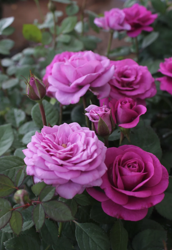 Pluto King Terrazza Rose Plant丨Your roses