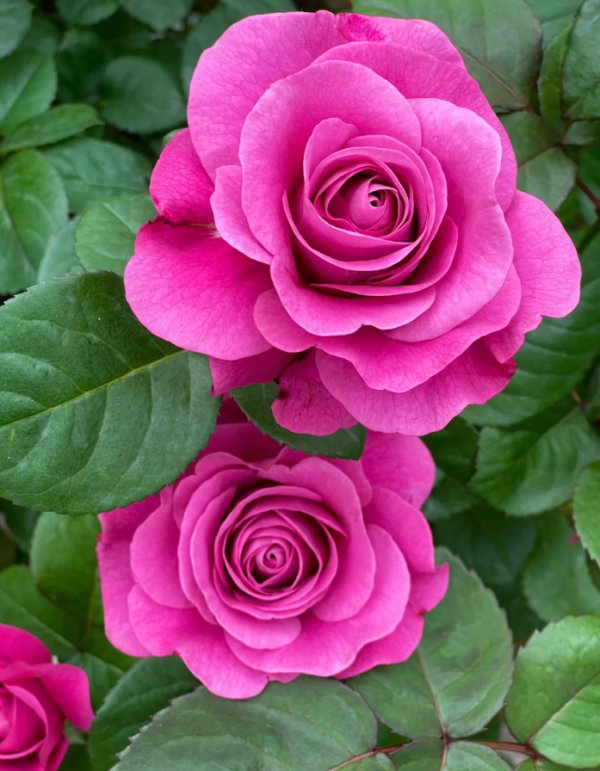 Pluto King Terrazza Rose丨Your roses
