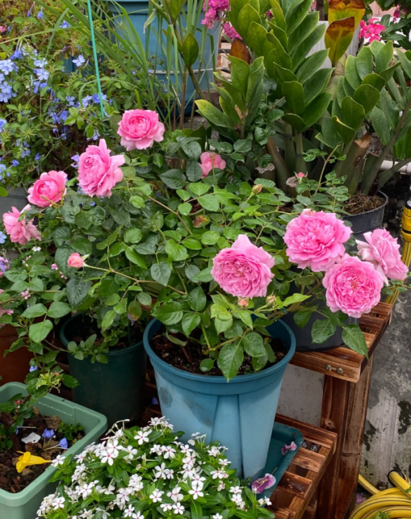 Prima Vista Rose Plant丨Your roses