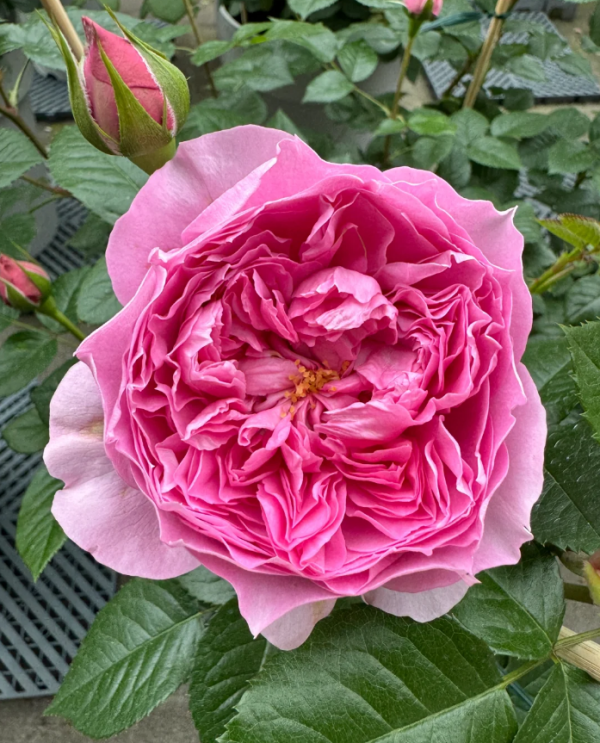 Prima Vista Rose丨Your roses