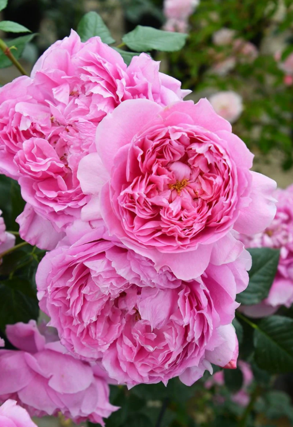 Prima Vista Rose for sale丨Your roses