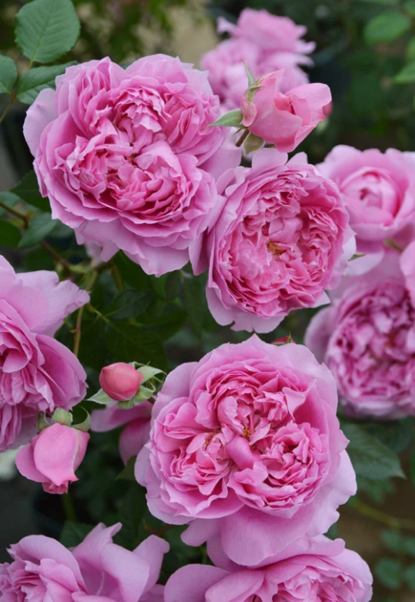 Prima Vista Rose丨Your roses