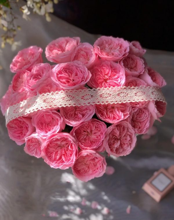 Princess Lace Rose plant丨Your roses