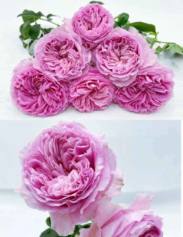 Rose Princess Lace丨Your roses