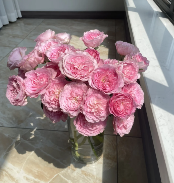 Princess Lace Rose for sale丨Your roses