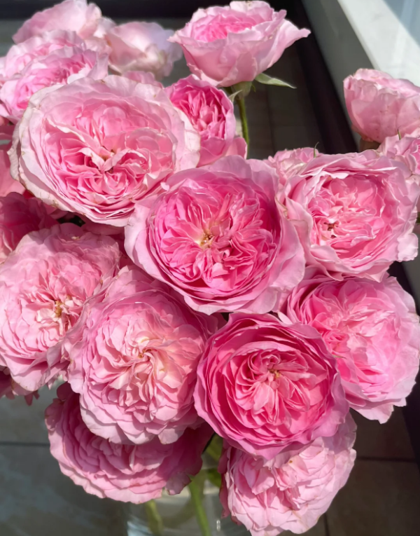 Princess Lace Rose丨Your roses
