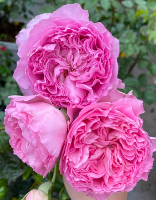 Princess Lace Roses丨Your roses