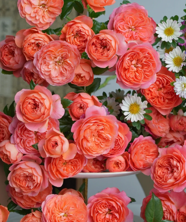 Red JuicyTerrazza Rose丨Your roses