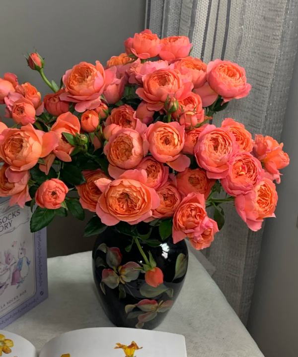 Rose Red JuicyTerrazza丨Your roses