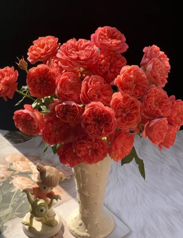 Red JuicyTerrazza Rose for sale丨Your roses